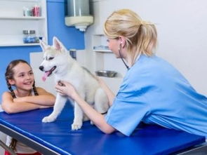 深圳市寶安民治寵物120急救中心 低價專業服務，守護寵物健康