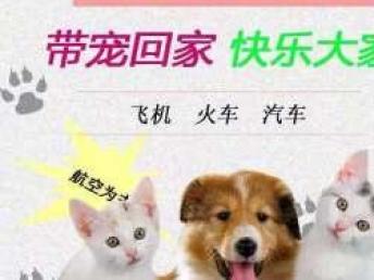 本地專業寵物托運服務 全天候覆蓋汽車、火車、空運直達全國